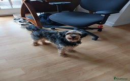 Mixed Breed dogs for sale: Very rare Black Cockerpoo and Chocolate puppies - Image 15