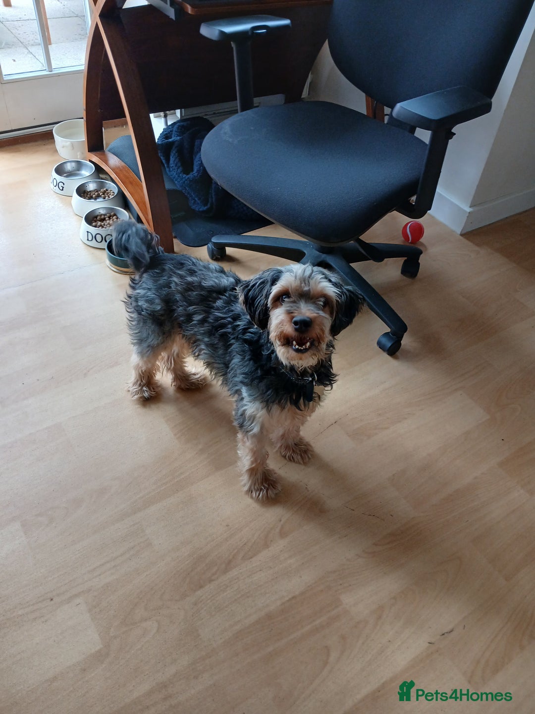 Mixed Breed dogs for sale: Very rare Black Cockerpoo and Chocolate puppies - Image 15