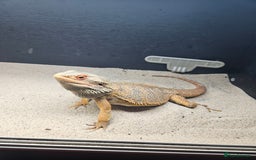Bearded Dragon reptiles for sale: Bearded Dragon - Image 1