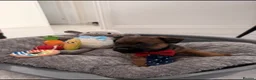 Border Terrier dogs for sale: Border terrier puppies  - Advert 3