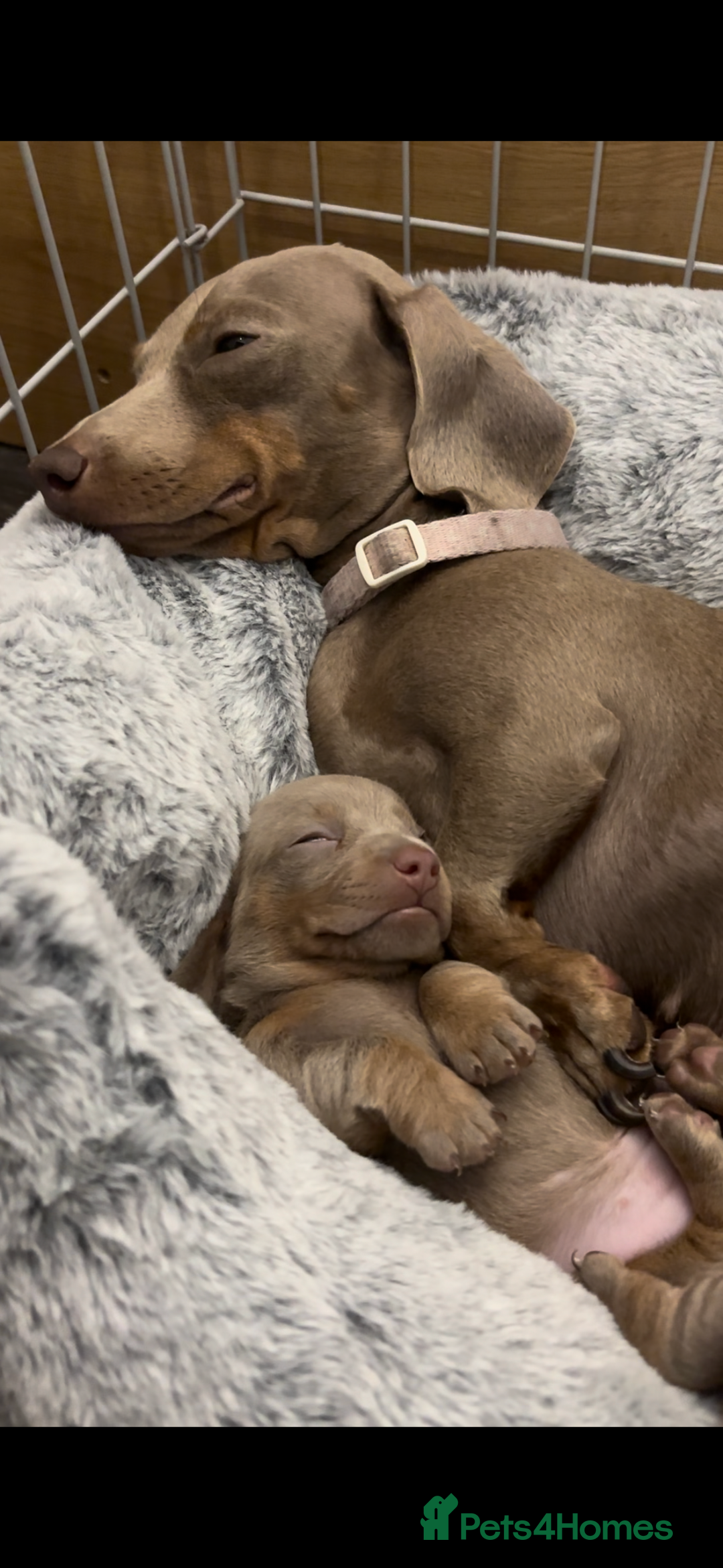 Miniature Dachshund dogs for sale: 🐾 2 female kc Isabella-tan mini dachshund pups 🐾 - Advert 9