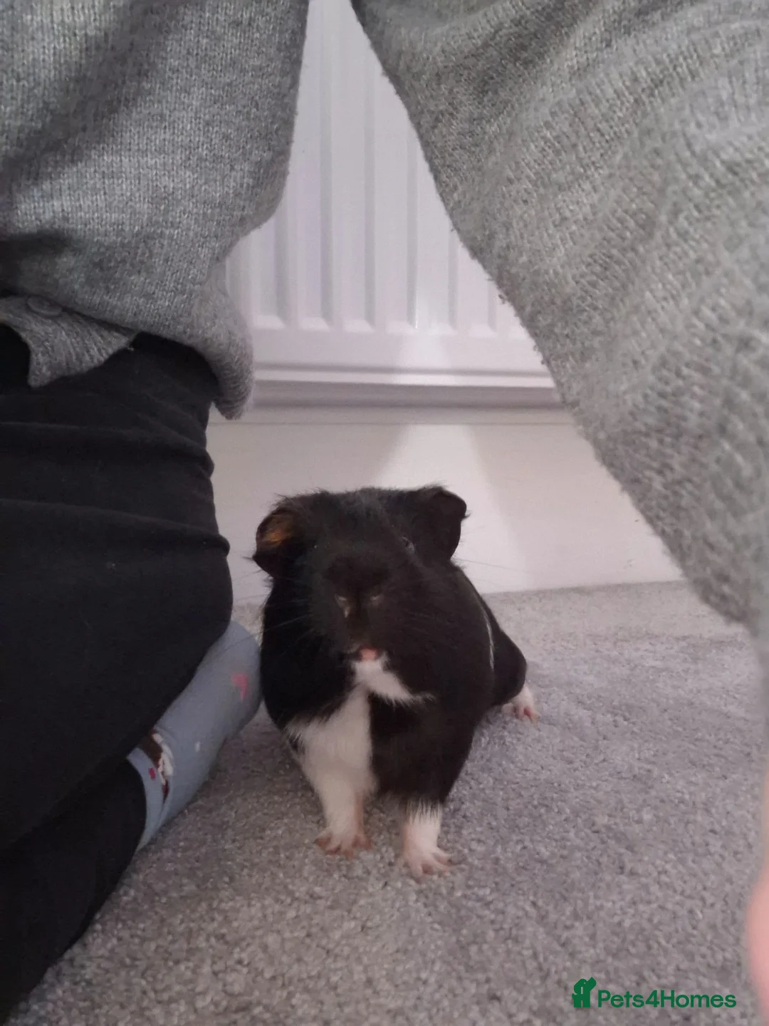 Guinea Pig rodents for sale: 2 male guinea pigs - 1 year old - Advert 2