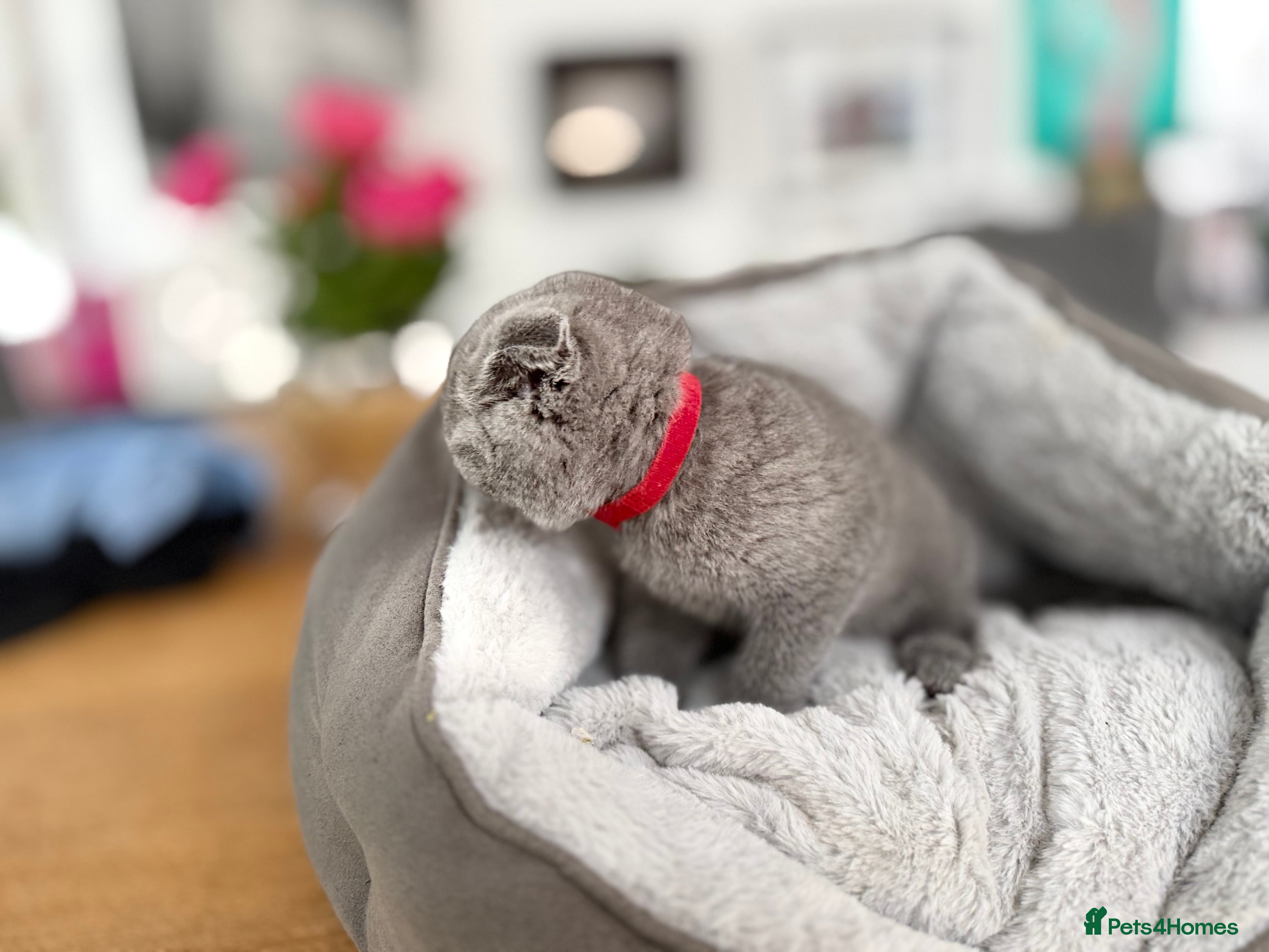 Scottish Fold cats for sale: 5 beautiful Scottish Fold’s kittens  - Advert 5
