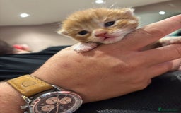 Mixed Breed cats for sale: 2 ginger males - Image 9
