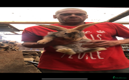 Continental Giant rabbits for sale: Continental giants  - Image 12