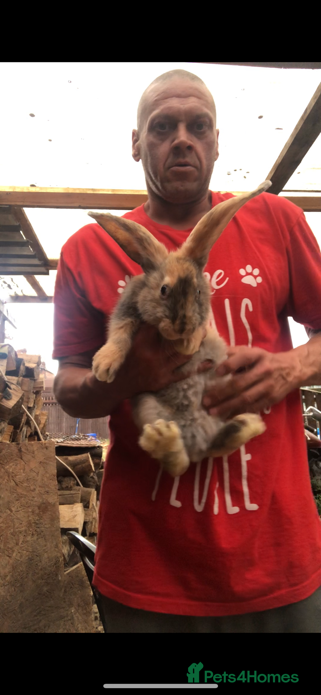 Continental Giant rabbits for sale: Continental giants  - Image 12
