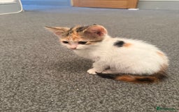 Domestic Shorthair cats for sale: baby kittens  - Image 3