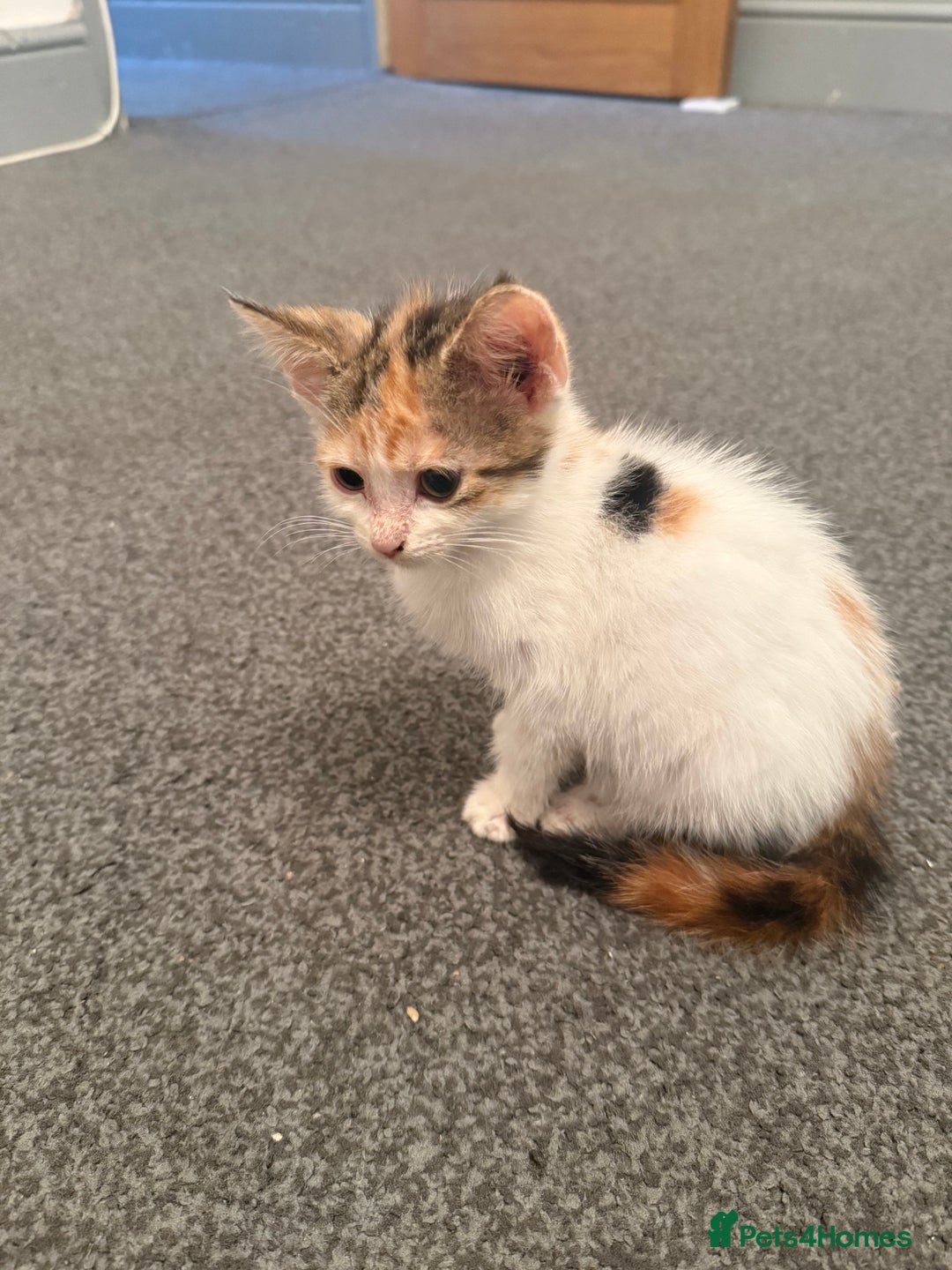 Domestic Shorthair cats for sale: baby kittens  - Image 3