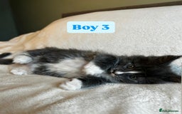 Maine Coon cats for sale: Maine Coon Kittens for Sale TICA  3 Boys & 2 Girls - Image 14