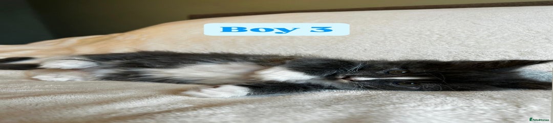 Maine Coon Kitten 4