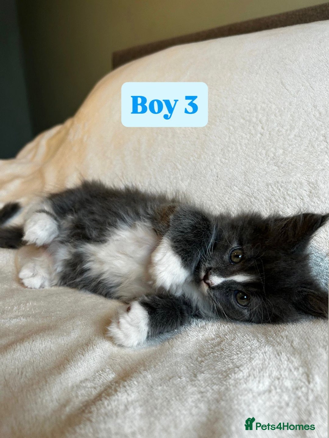 Maine Coon cats for sale: Maine Coon Kittens for Sale TICA  3 Boys & 2 Girls - Image 14