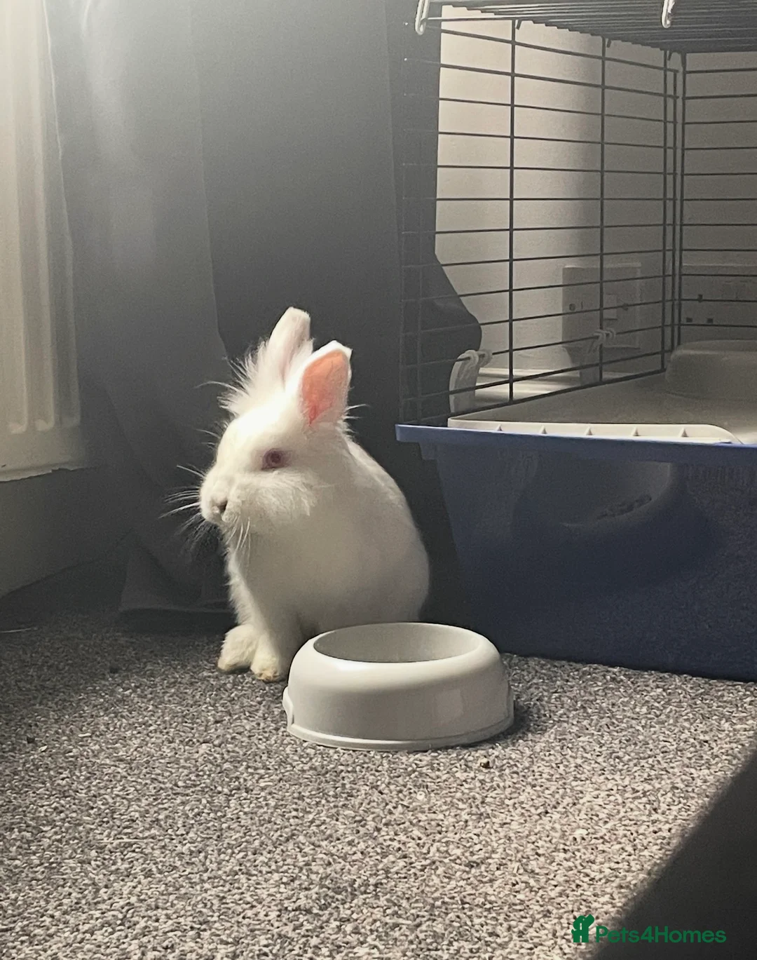 Lionhead rabbits for sale: Lionhead female rabbit  - Advert 2