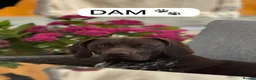 German Shorthaired Pointer dogs for sale: ***STUNNING KC GERMAN SHORTHAIRED POINTERS PUPS*** - Advert 10