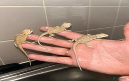 Bearded Dragon reptiles for sale: Bearded dragons  babies  - Image 17