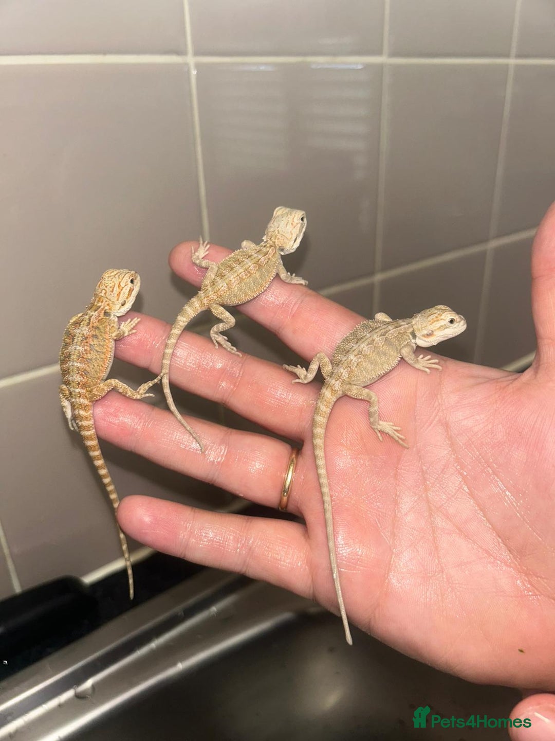 Bearded Dragon reptiles for sale: Bearded dragons  babies  - Image 17