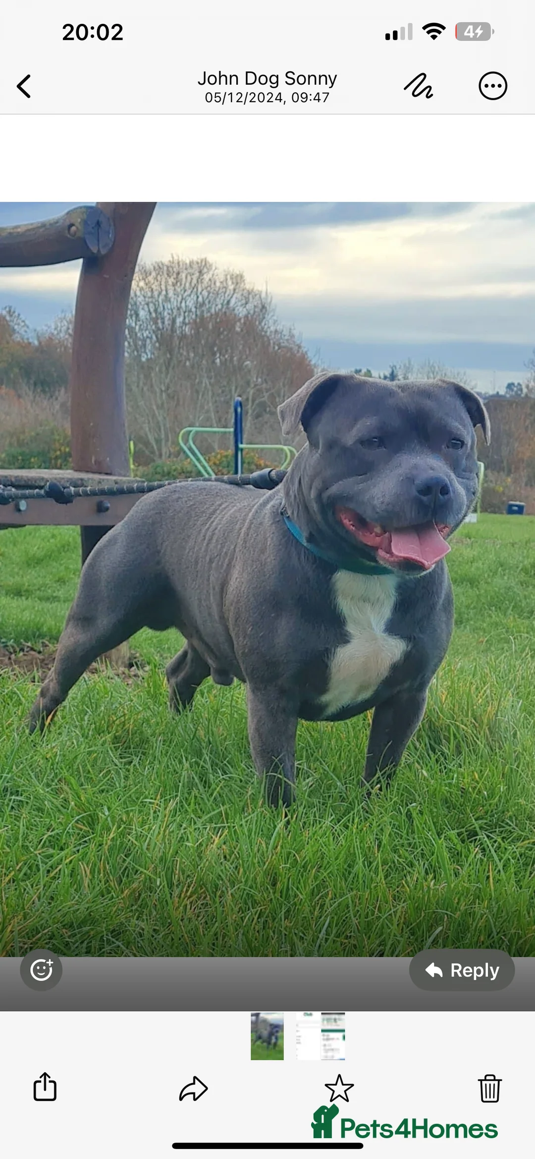 Staffordshire Bull Terrier dogs for sale: LAST BOY LEFT KC REGISTERED 5 STAR BLUE   - Advert 15