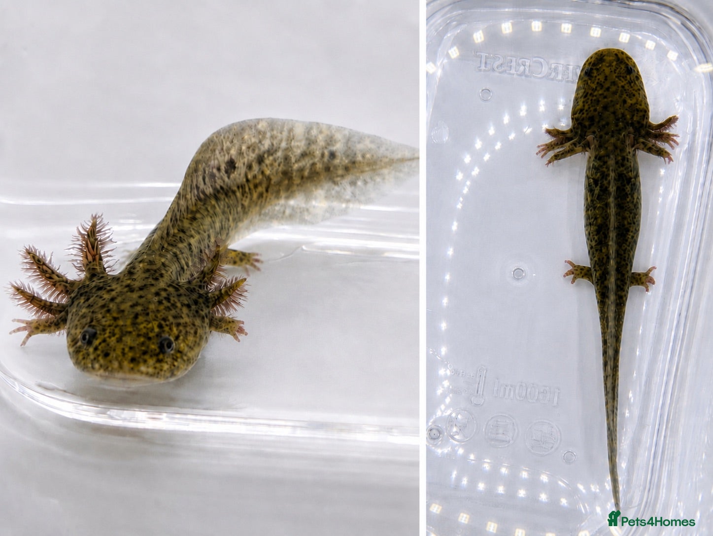 Axolotl reptiles Juvenile Axolotls – (Minor Nips) - Advert 14