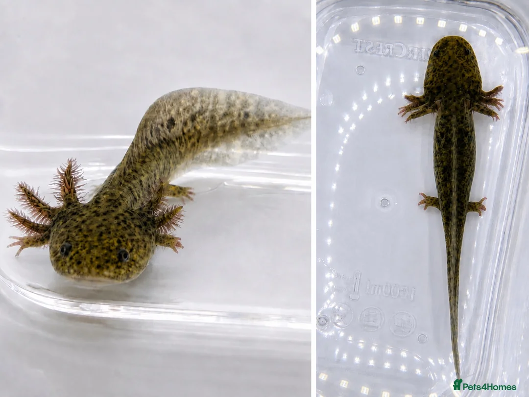 Axolotl reptiles for sale: Juvenile Axolotls – (Minor Nips) - Advert 1