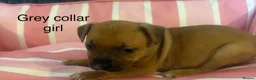 Staffordshire Bull Terrier dogs for sale: Stunning litter of Staffies  - Advert 10