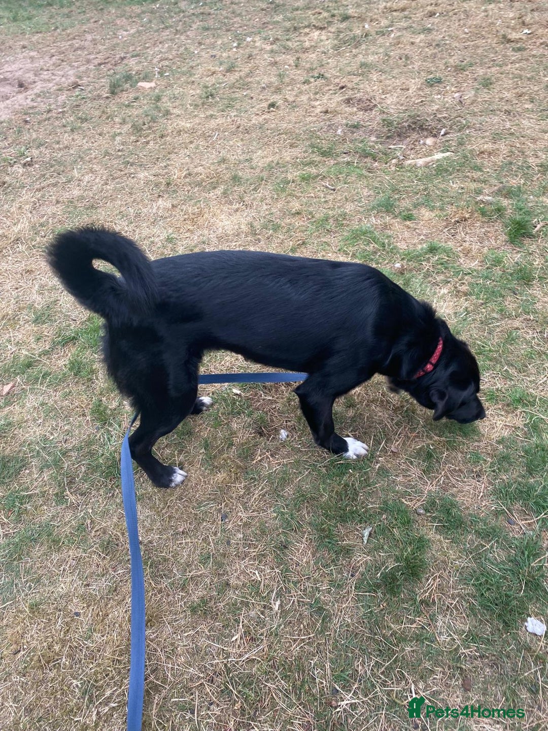 Mixed Breed dogs for adoption: Meet DIESEL - a Lovely Boy for a Loving Home - Image 2