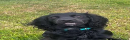 Cocker Spaniel dogs for stud: Black, Compact KC Registered Cocker Spaniel - Advert 3