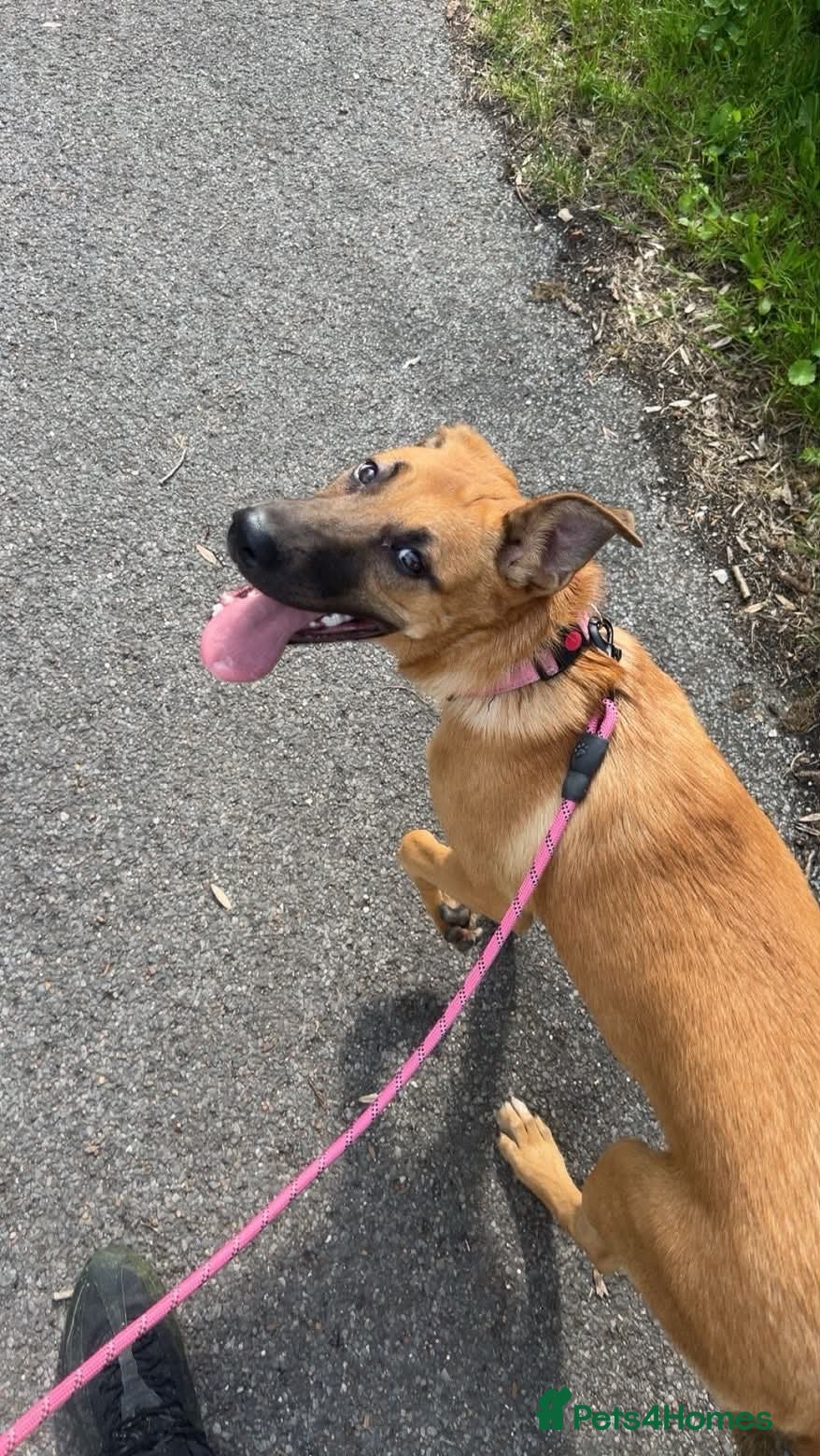 Mixed Breed dogs for sale: Final Belgian Malinois cross pup left  - Advert 2