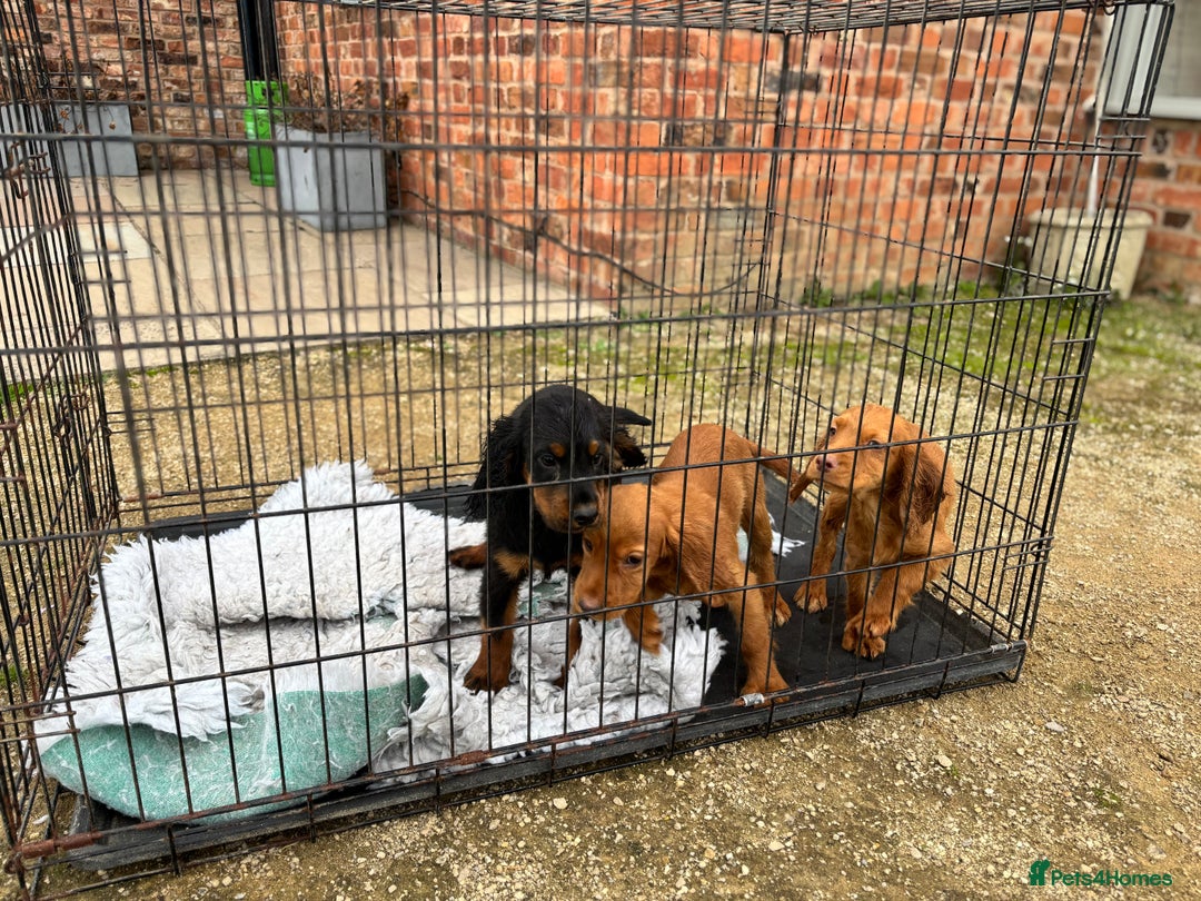 Cocker Spaniel dogs for sale: Working cocker spaniel - champion bloodlines  - Image 36