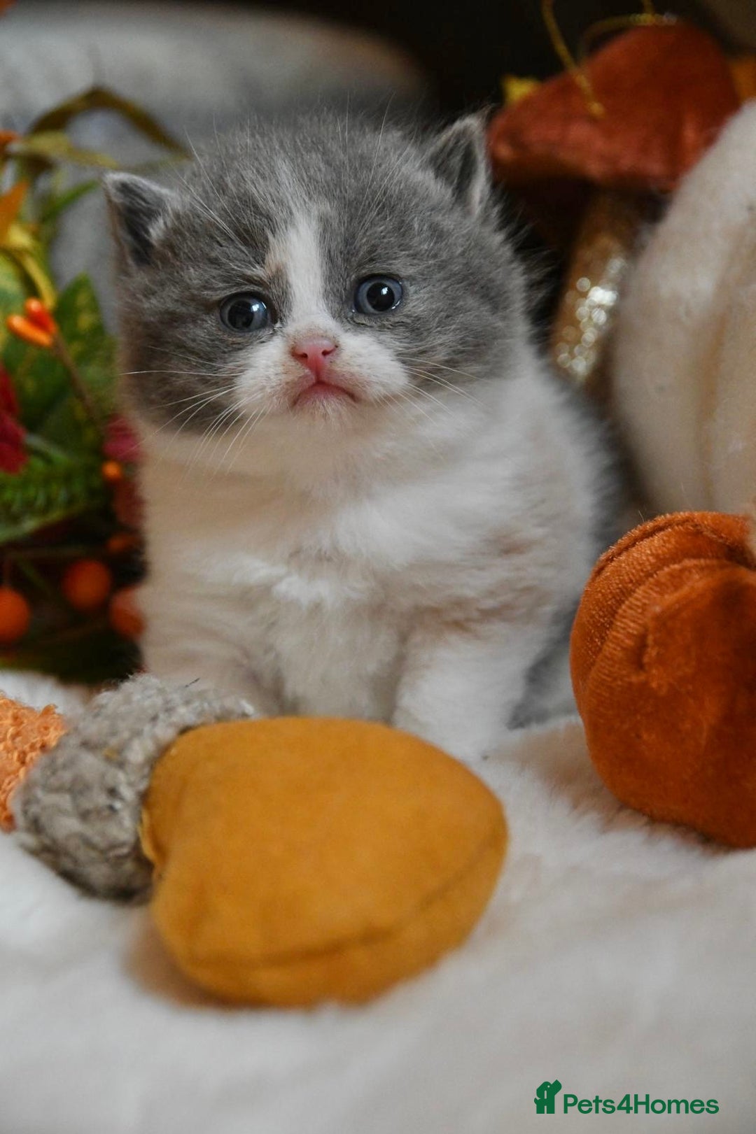 British Shorthair cats for sale: Beautiful Blue tortie & white British shorthair - Image 3