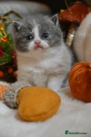 British Shorthair cats - Advert 5