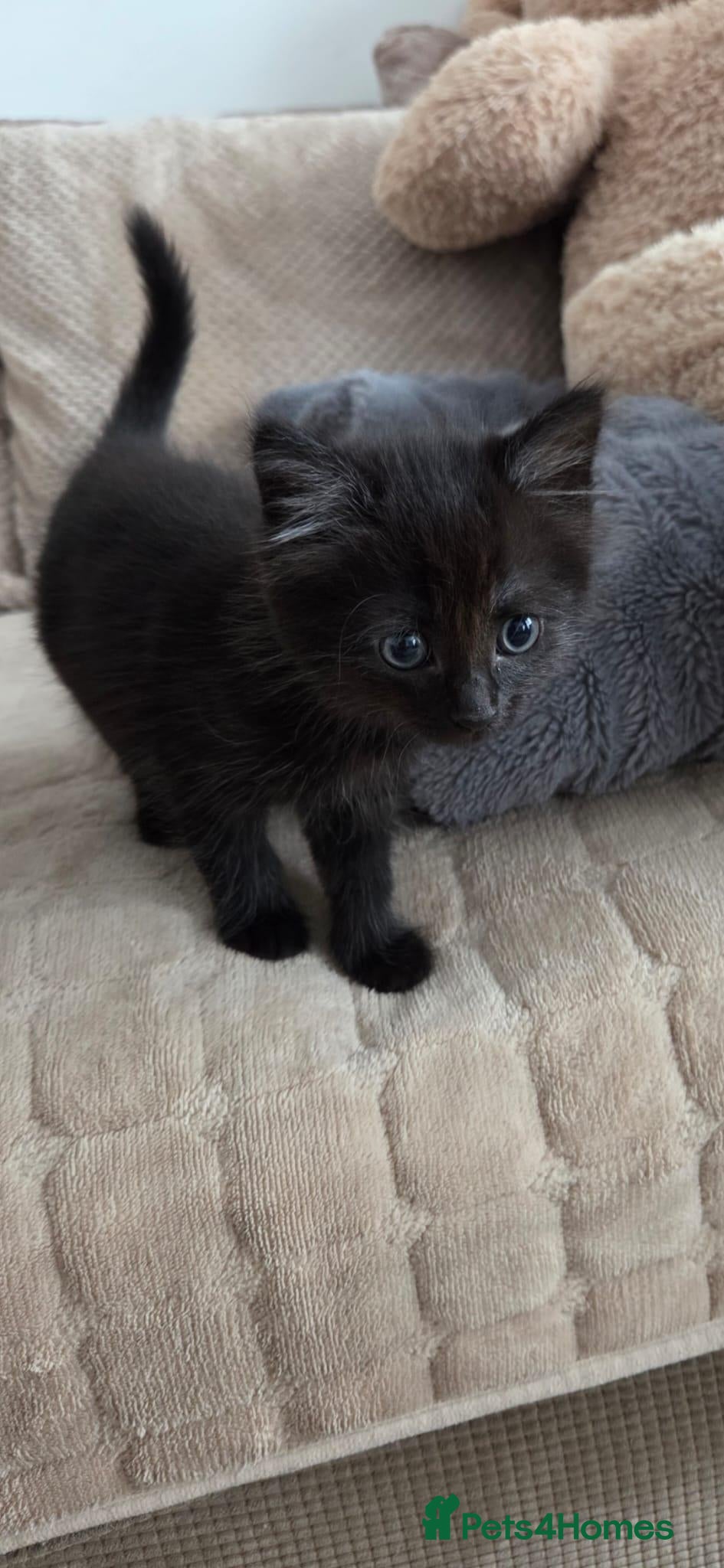 Mixed Breed cats Playful and Adorable Kittens for their new Homes!! - Advert 2
