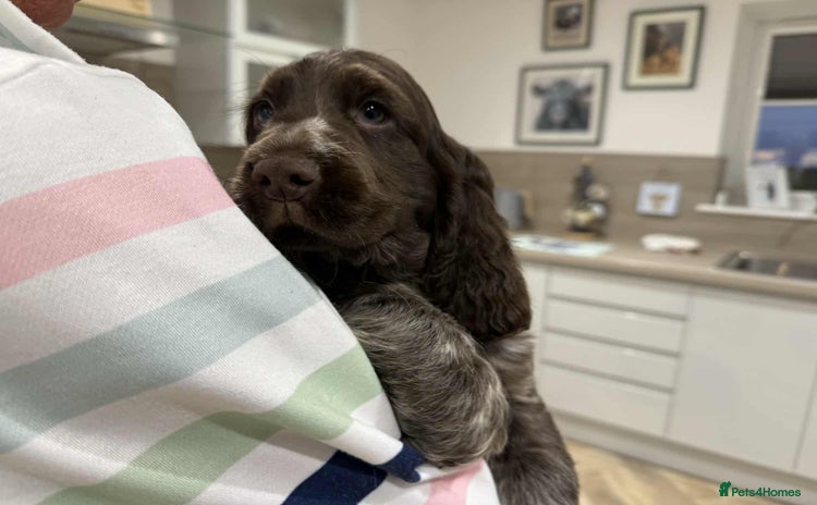 Cocker Spaniel dogs KC Registered Show type cocker spaniel  - Advert 13