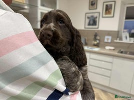 Cocker Spaniel dogs KC Registered Show type cocker spaniel - Advert 6