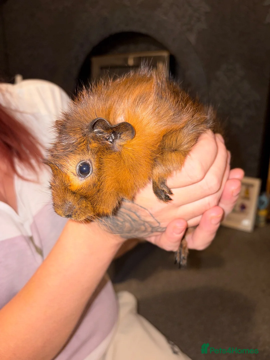 Guinea Pig rodents for sale: 2 Sisters Ready To Go Together in Pontefract - Advert 3