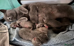 British Shorthair cats for sale: 5 British short hair kittens  - Image 3