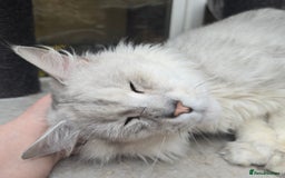 Maine Coon cats for sale: Maine Coon Kittens Silver Imported Shaded Lines - Image 28