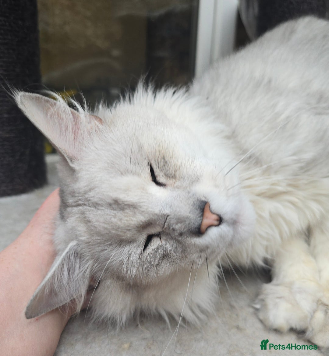 Maine Coon cats for sale: Maine Coon Kittens Silver Imported Shaded Lines - Image 28