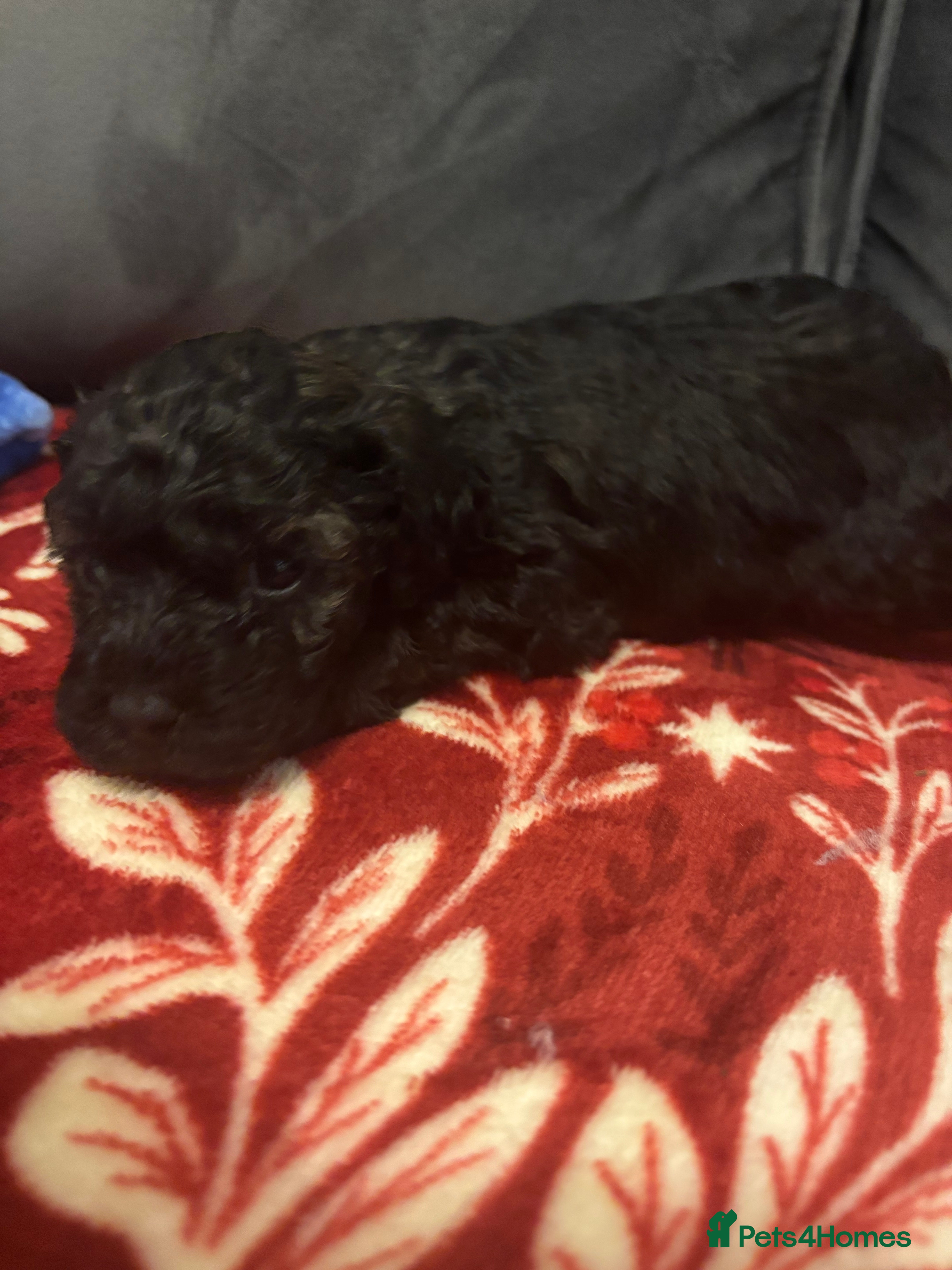 Cavapoochon dogs QUALITY TEDDY CAVAPOOCHONS - Advert 6