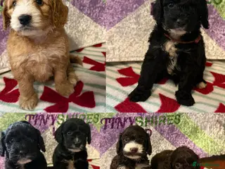 Cockapoo dogs F1 various mini cockapoos 30 dna health tested clr - Advert 11