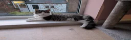 Mixed Breed cats for sale: Brothers to a good home  - Advert 4