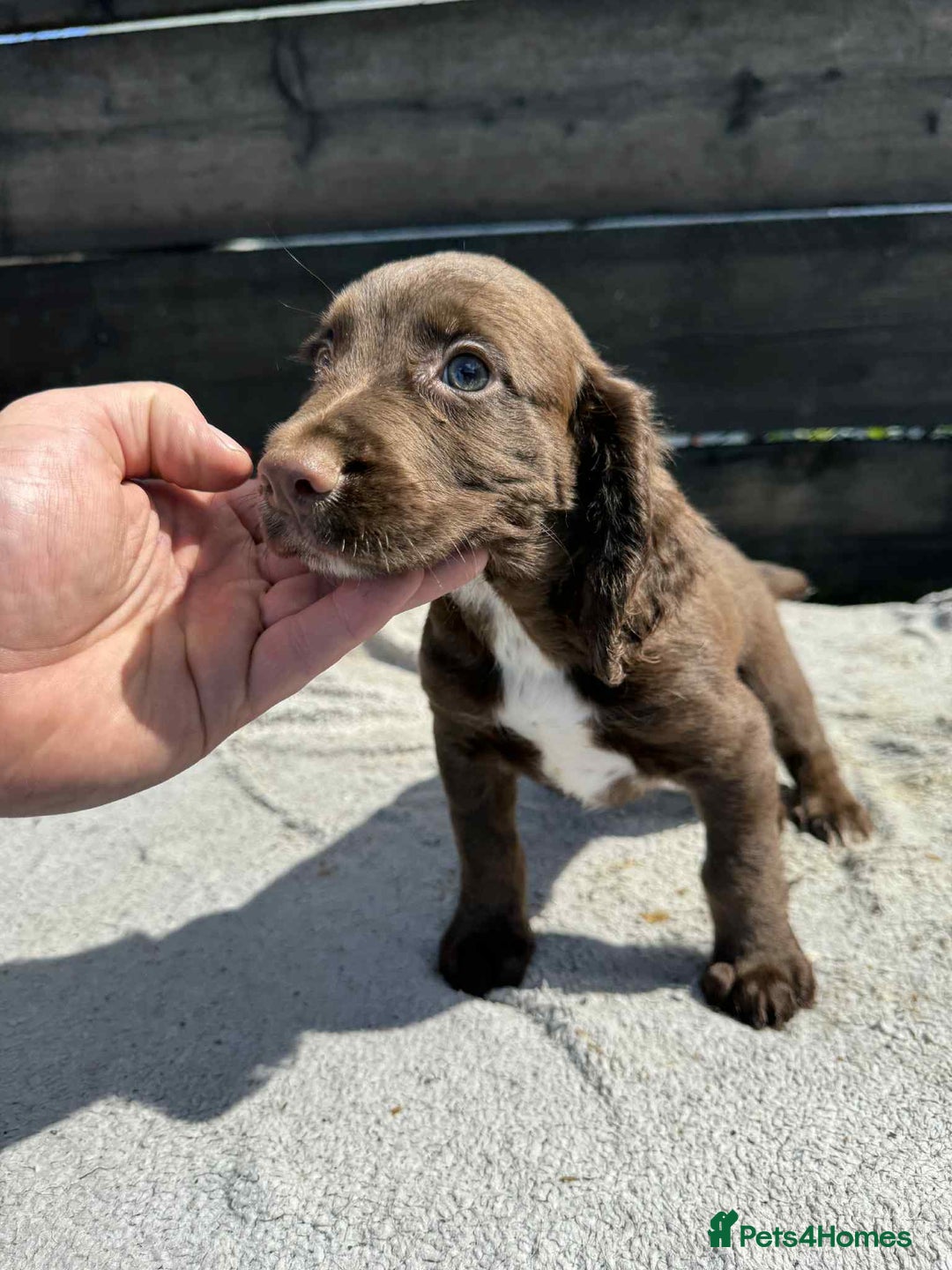 Cocker Spaniel dogs for sale: KC Cocker Spaniel pups  - Image 9