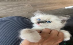 Ragdoll cats for sale: Ragdoll boy  - Image 5