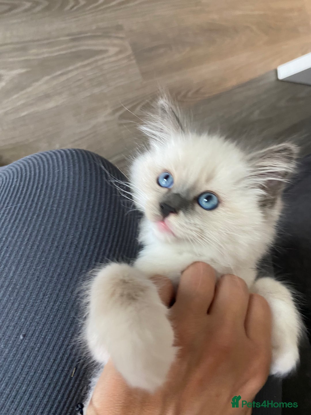 Ragdoll cats for sale: Ragdoll boy  - Image 5