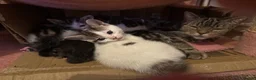 Mixed Breed cats for sale: Adorable mixed Kittens  - Advert 12