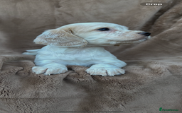 Cocker Spaniel dogs for sale: Gorgeous kc registered cocker spaniel puppies - Image 16