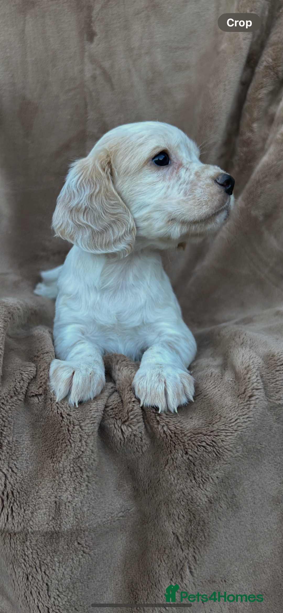 Cocker Spaniel dogs for sale: Gorgeous kc registered cocker spaniel puppies - Image 16