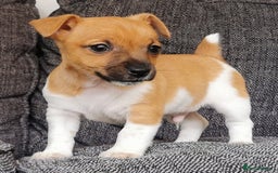 Jack Russell dogs for sale: Super quality vet docked working Jack Russells - Image 6
