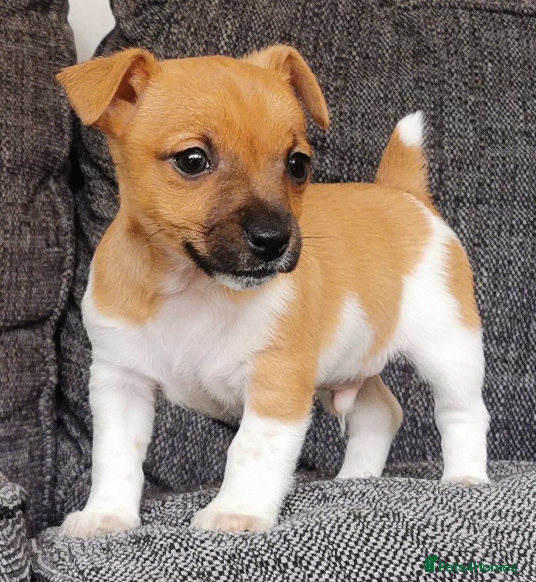 Jack Russell dogs for sale: Super quality vet docked working Jack Russells - Image 6