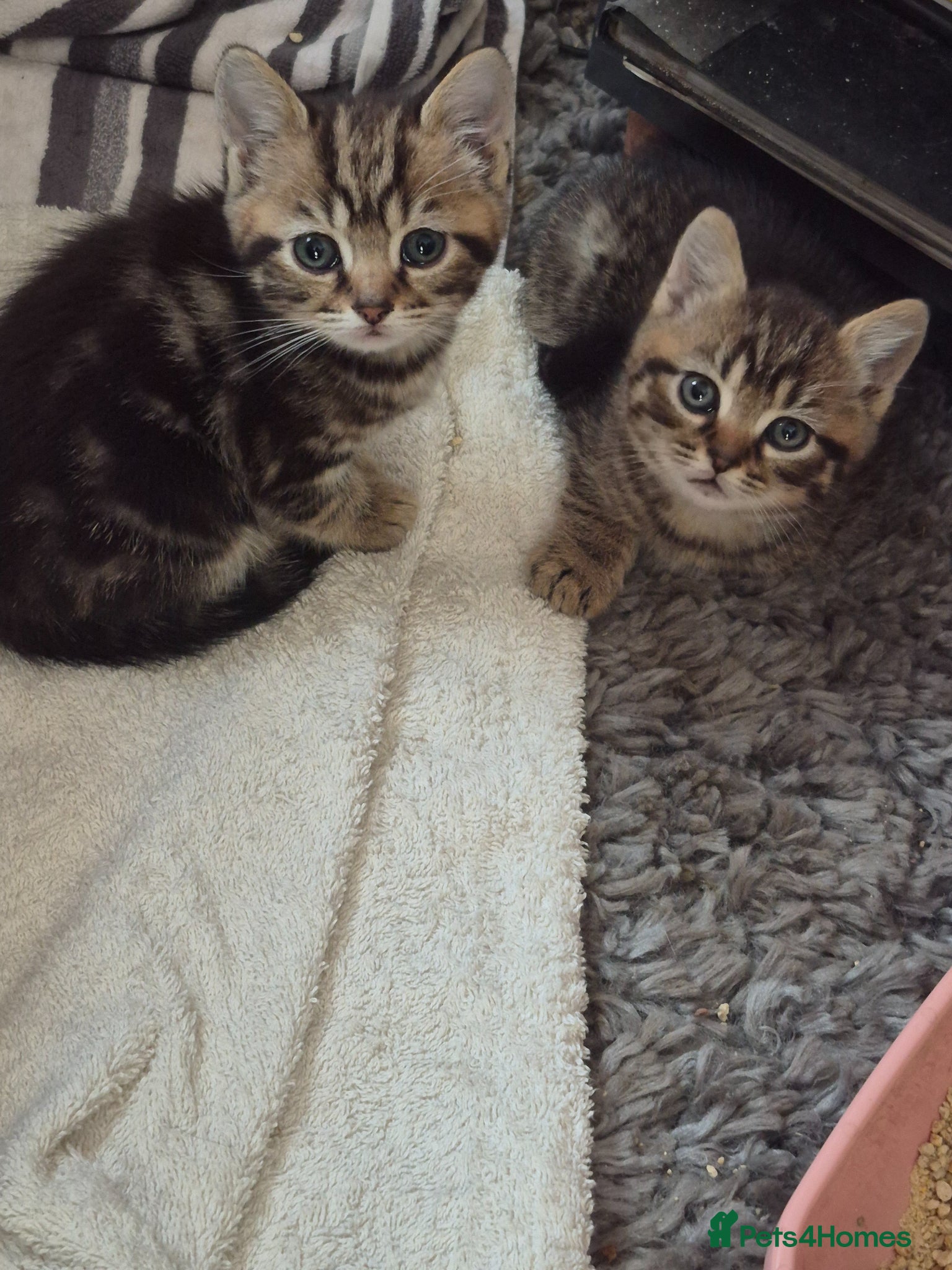 British Shorthair cats for sale: beautiful home bred British shorthair. in Verwood - Advert 4