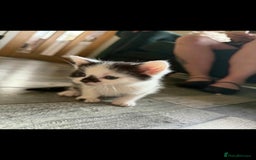 Mixed Breed cats for sale: 4 x Beaitiful Kittens READY NOW - Image 2