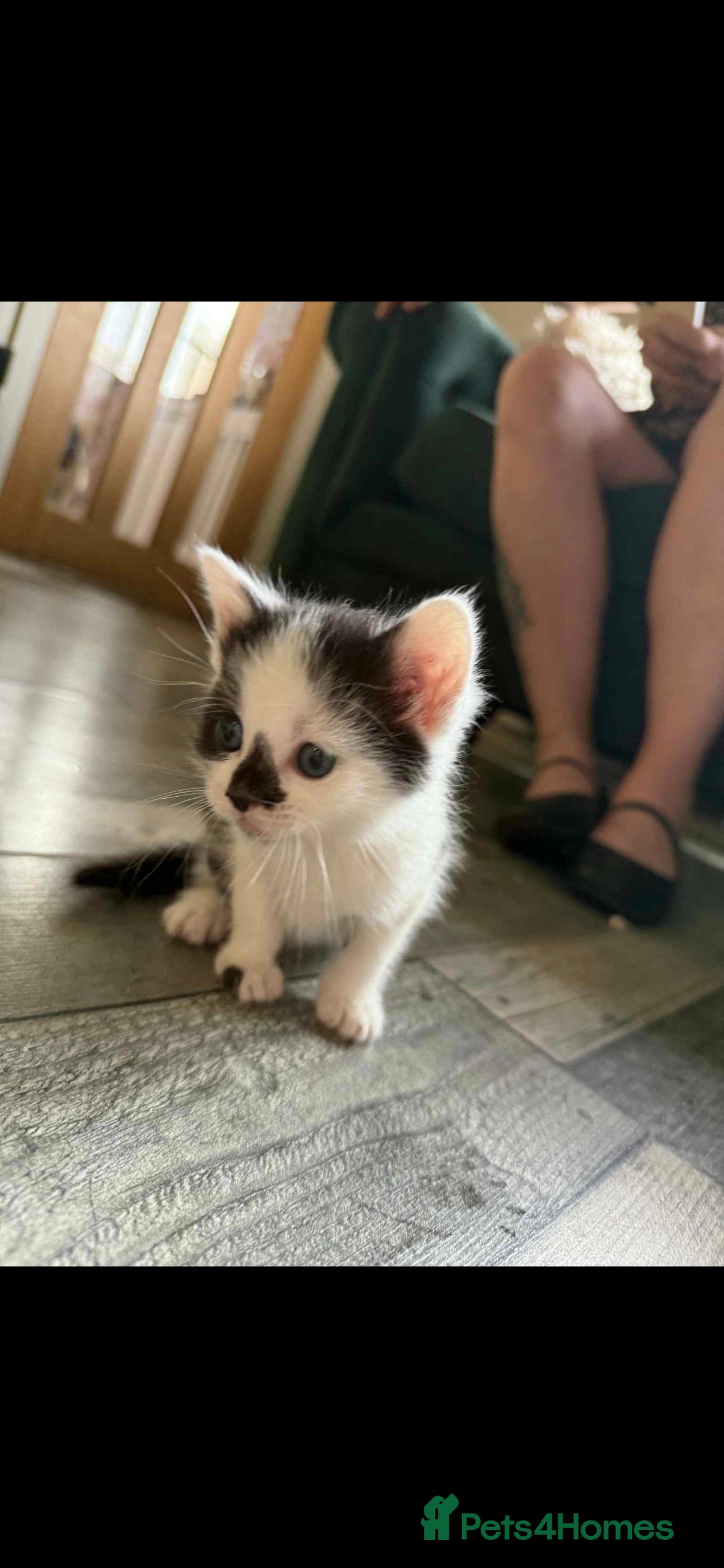 Mixed Breed cats for sale: 4 x Beaitiful Kittens READY NOW - Image 2